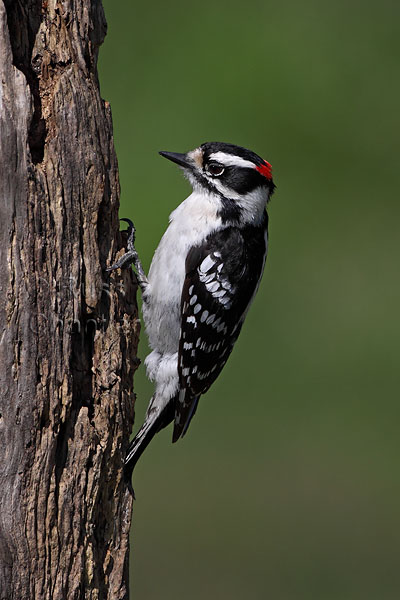 Downey Woodpecker © Russ Chantler
